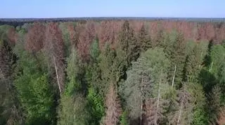 Puszcza Białowieska leży po obu stronach granicy. Część polska ma powierzchnię około 632 kilometrów kwadratowych (zdjęcie z lipca 2019 roku) 