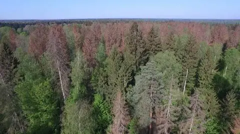 Puszcza Białowieska leży po obu stronach granicy. Część polska ma powierzchnię około 632 kilometrów kwadratowych (zdjęcie z lipca 2019 roku) 