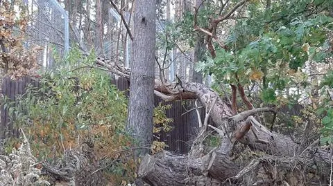 Drzewo zniszczyło ogrodzenie wybiegu lwów. Poznańskie zoo zamknięte po wichurze