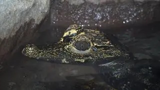 Nowonarodzony krokodyl