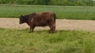 Pojedyncza lotka ze środkiem usypiającym nie zdołała uśpić zwierzęcia. Trzeba było strzelać drugi raz. 