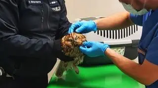 Policjant uratował potrąconą sowę