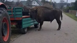 Nie odstępował martwego towarzysza na krok  