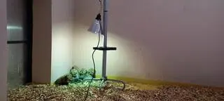 Młode gepardy naświetlane lampą UV