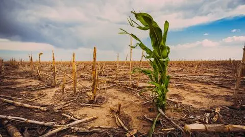 Ilu Polaków nie wierzy w kryzys klimatyczny? Ilu obwinia UE za wysokie rachunki za prąd? Dezinformacja o klimacie