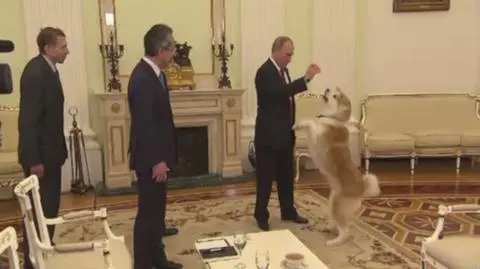 Psa rasy akita-inu Putin otrzymał od gubernatora północnej prefektury Japonii