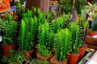 Wilczomlecz trójżebrowy (Euphorbia trigona)
