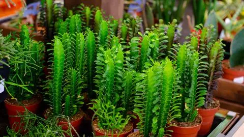 euphorbia trigona shutterstock_1761229274
