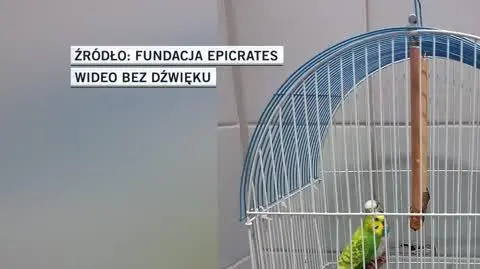 papugi slideshow 