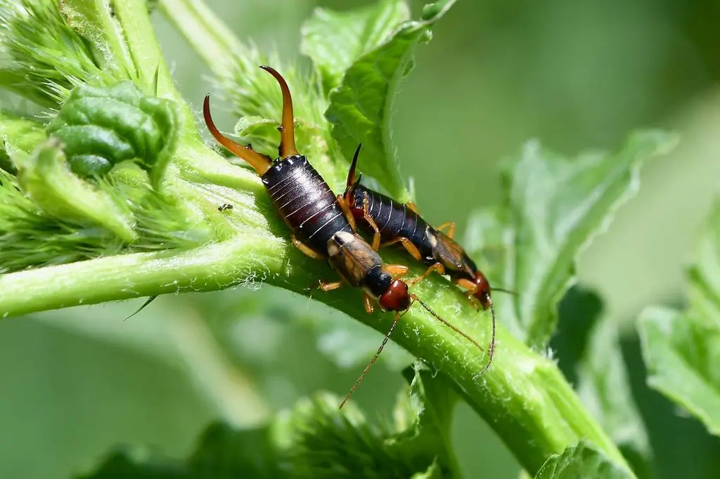 Skorek pospolity, Forficula auricularia