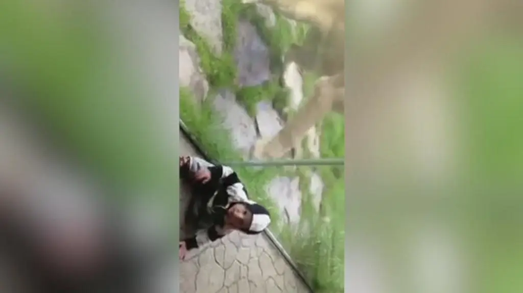 Lew w zoo zaatakował dziecko