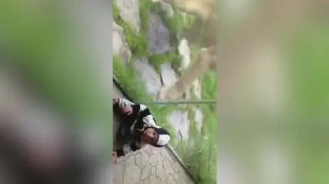 Lew w zoo zaatakował dziecko