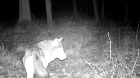 Stracił łapę, stado go nie porzuciło. Poruszające nagrania