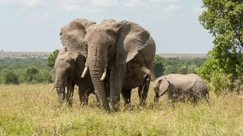Słonica afrykańska z dwójką młodych w Kenii