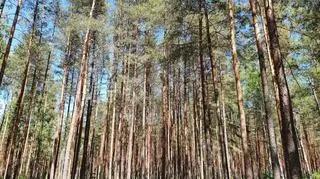 To jedno z miejsc na terenie nadleśnictwa Browsk, gdzie drzewa zostaną przerzedzone. Jak informuje nadleśnictwo - po to, aby poprawić odporność lasu na przykład na silne wiatry lub opady mokrego śniegu