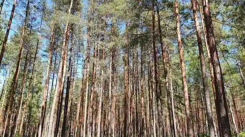 To jedno z miejsc na terenie nadleśnictwa Browsk, gdzie drzewa zostaną przerzedzone. Jak informuje nadleśnictwo - po to, aby poprawić odporność lasu na przykład na silne wiatry lub opady mokrego śniegu