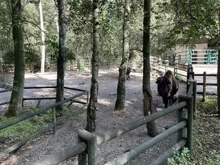 Wybieg bizonów