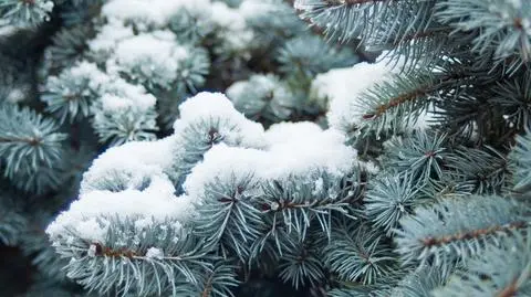 Śnieg na gałęziach
