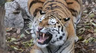 Hermes chciał mieć piłkę tylko dla siebie