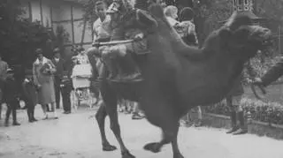 Dzieci podczas przejażdżki na wielbłądzie w 1930 r