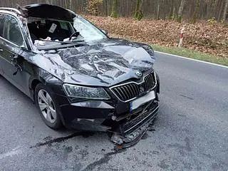 Samochód uderzył w łosia, dwie osoby trafiły do szpitala