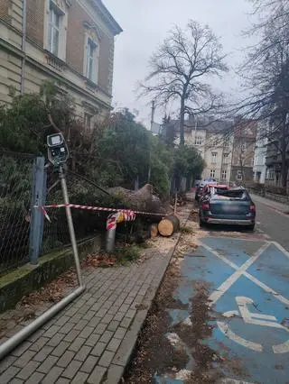 Powalone przez wiatr drzewo upadło na samochody w Bielsku-Białej