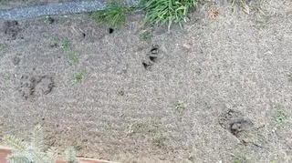 Na cmentarz weszły dziki. Trwa usuwanie szkód
