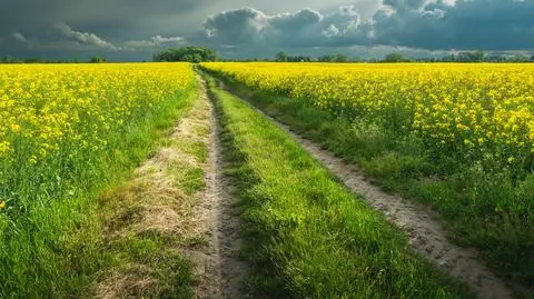 rzepak pole chmury shutterstock_2142725507