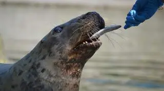 Nie żyje Sława z warszawskiego ZOO