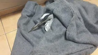 Woprowcy uratowali czaplę zaplątaną w żyłkę