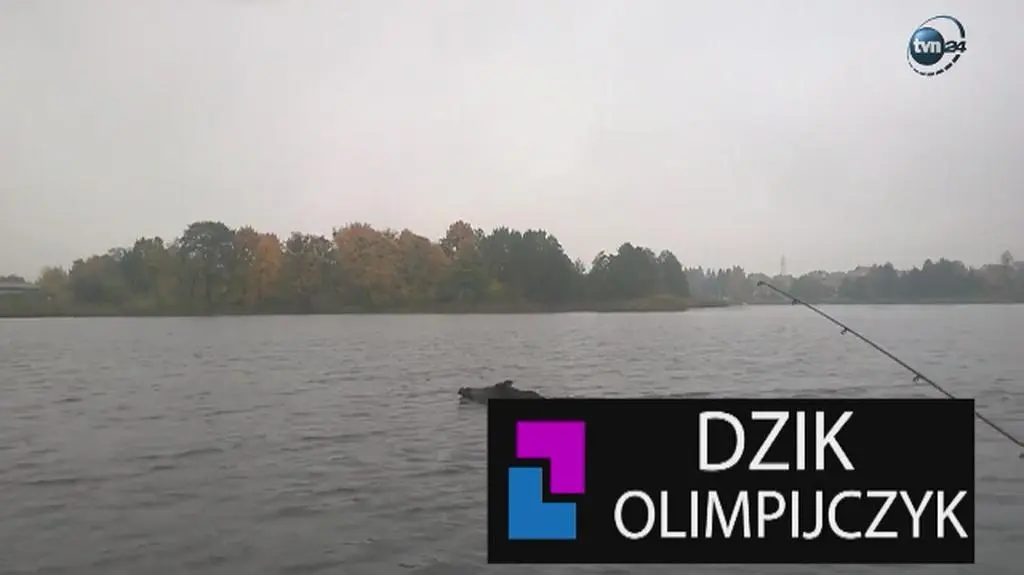 Dzik olimpijczyk 