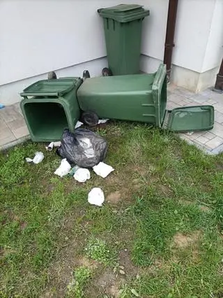 Niedźwiedź zagląda do pojemników na śmieci