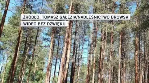 puszcza slideshow 