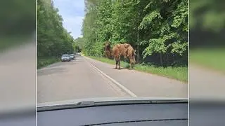 Wielbłąd stał na ścieżce rowerowej 