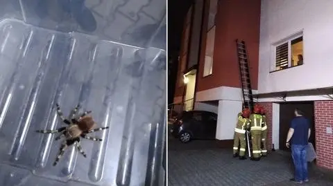 Kraków. Straż miejska została wezwana do wspinającego się po budynku pająka