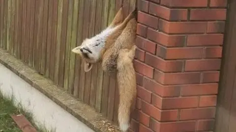 Lis utknął w płocie. Gdy strażacy go uwalniali, "miał taką minę, jakby mówił: wcale nie zjadłem waszej kury"
