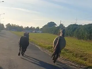 Po ulicach Nakła nad Notecią biegały konie