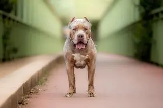 Pies rasy American Bully XL