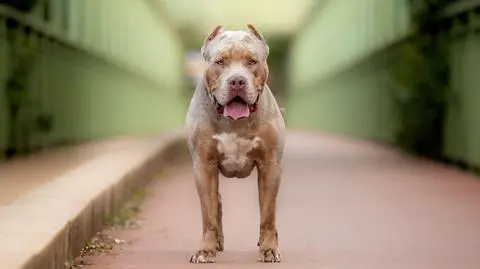 Pies rasy American Bully XL