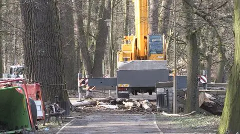 Mężczyzna przycinał drzewo. Został przygnieciony przez konar
