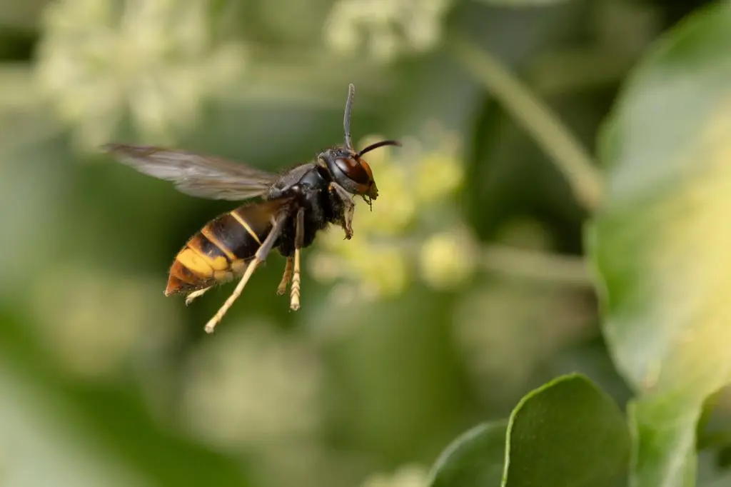 Szerszeń azjatycki (vespa velutina)