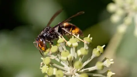 Szerszeń żółtonogi (Vespa velutina)