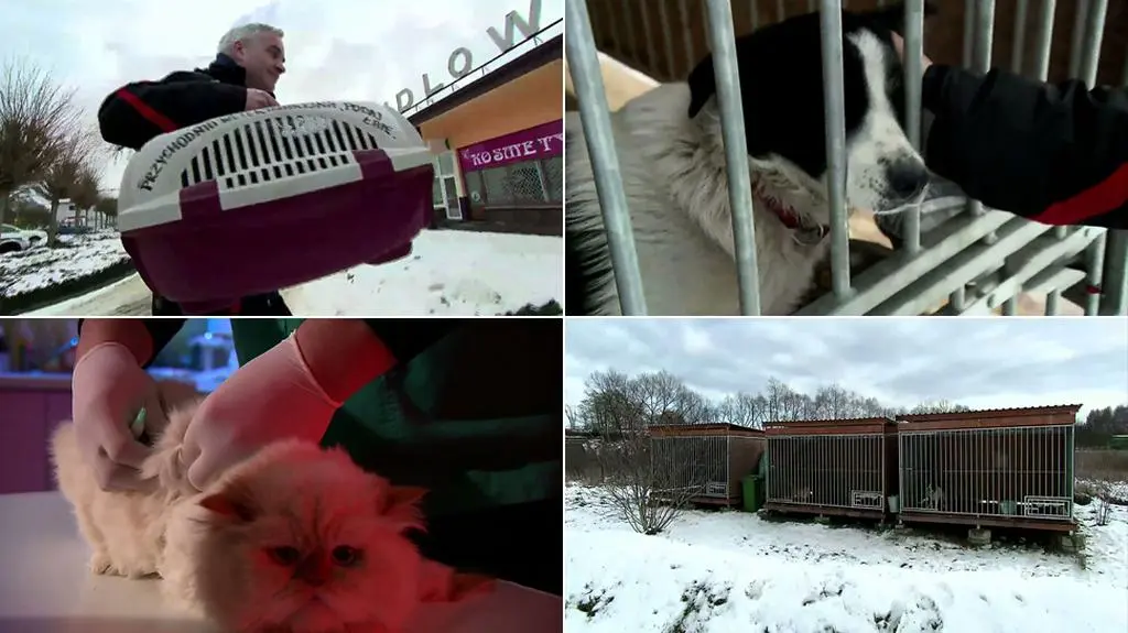 Weterynarz skazany za pomoc zwierzętom. "Nie prowadzę schroniska i zarobkowego transportu"