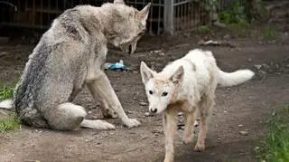 Teraz czekają na nowy dom