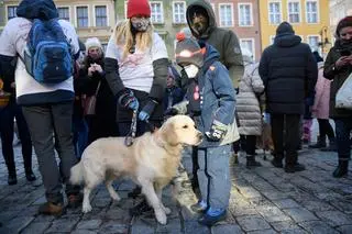  Właściciele psów rasy golden retriever kwestują w Poznaniu podczas 29. Finału WOŚP