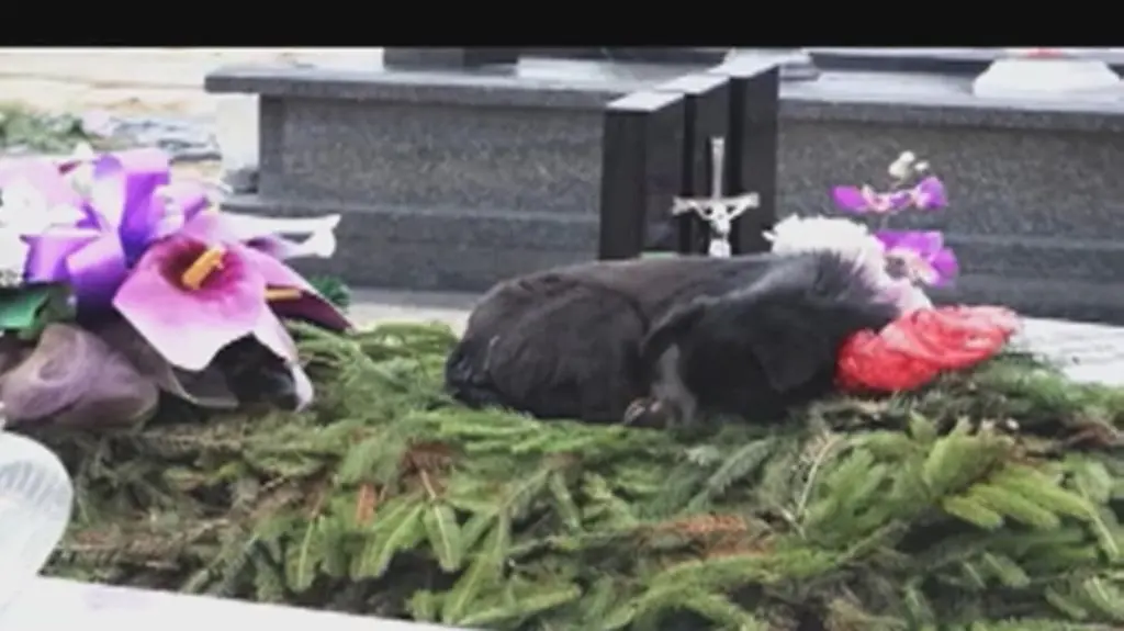 Piosenkarz chce adoptować Frania