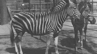 Zebra w 1928 r
