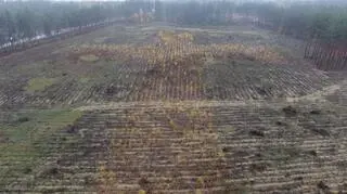 Drzewa posadzili tak, że tworzą kształt krzyża