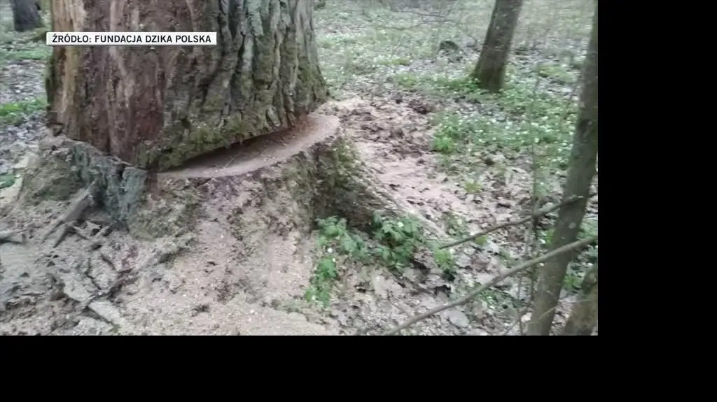 dzika polska