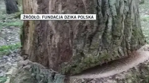 dzika polska